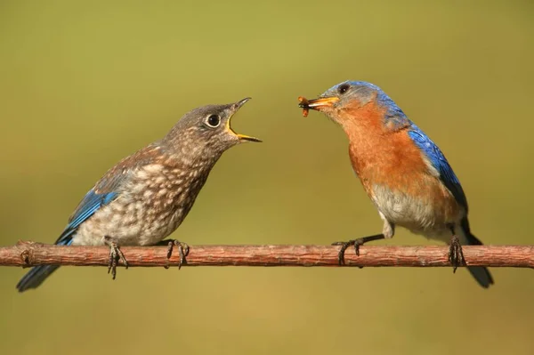 Bluebird Oriental Sialia Sialis Alimentando Bebê Ramo Com Fundo Verde — Fotografia de Stock