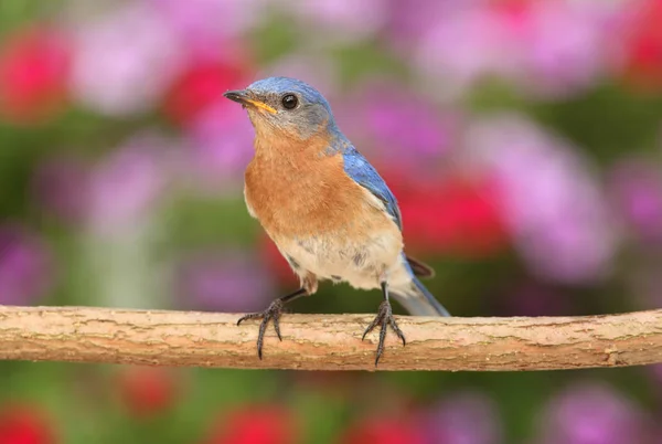 Eastern Bluebird Sialia Sialis Abborre Med Blommor Bakgrunden — Stockfoto