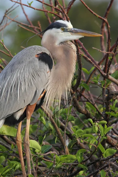 沼に立っているグレートブルーヘロン Ardea Herodias — ストック写真