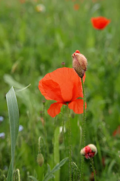 美しい野生のケシの花の近景 — ストック写真