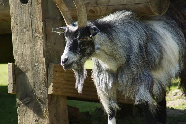 Pigmy Goat Capra Aegagrus — стоковое фото