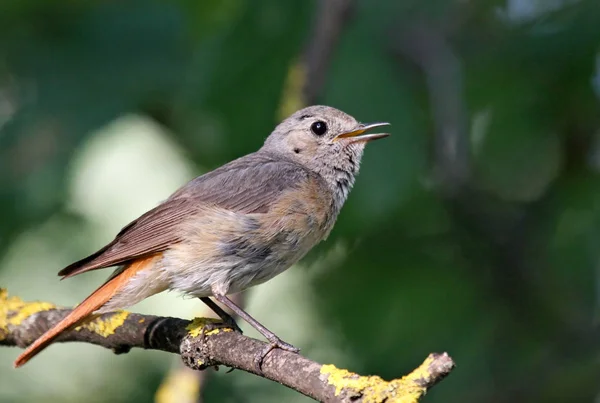 Panoramisch Uitzicht Majestueuze Roodstart Bij Natuur — Stockfoto