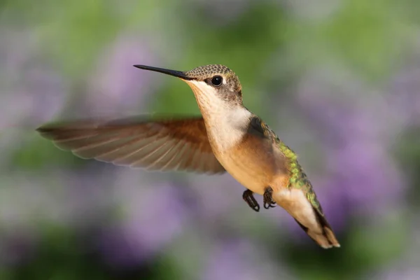 Kvinna Ruby Throated Hummingbird Archilochus Colubris Flygning Med Färgstark Bakgrund — Stockfoto