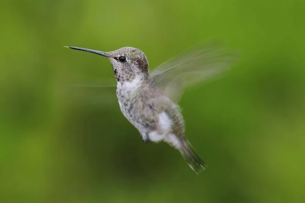 Hannas Hummingbird Calypte Anna Flygning Med Grön Bakgrund — Stockfoto