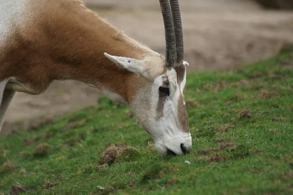Oryx Antelope Divoké Zvíře Přírodní Fauna — Stock fotografie