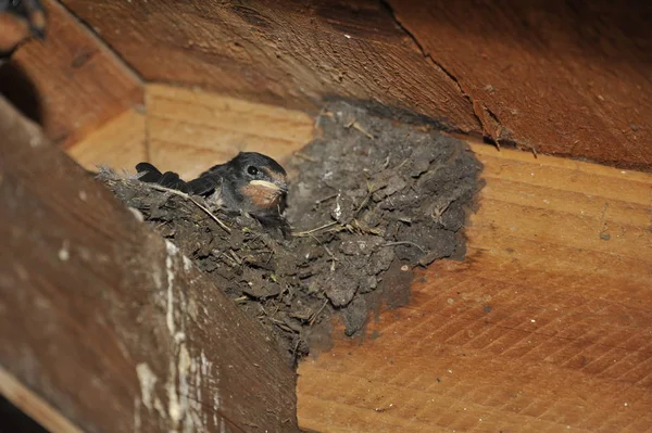 Swallow Nest Chicks — Stock Photo, Image