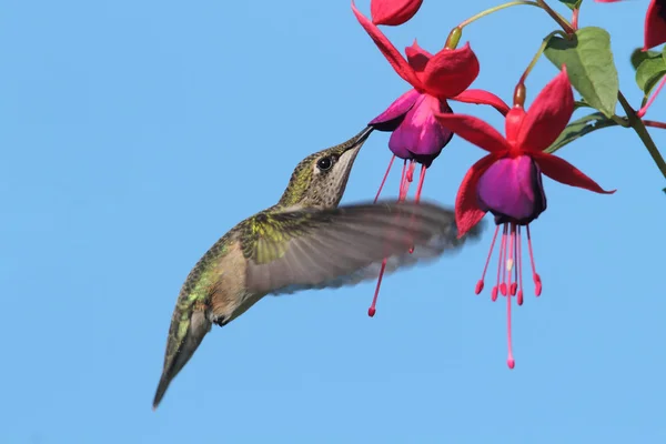 Juvenil Beija Flor Garganta Rubi Archilochus Colubris Voo Uma Flor — Fotografia de Stock