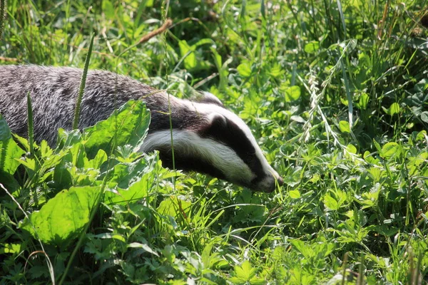 Een Jonge Zwarte Beer Het Gras — Stockfoto