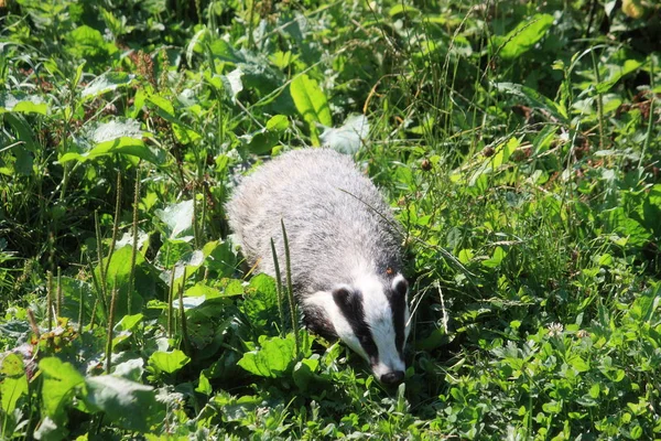 公園の白いヤギが草を食べる — ストック写真