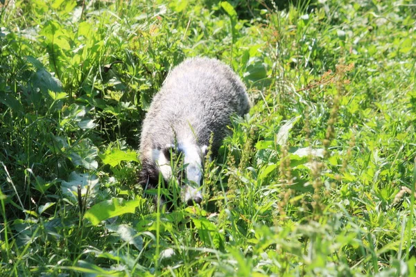 Mladé Šedé Baby Ovce Trávě — Stock fotografie