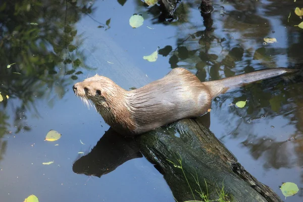 Primer Plano Los Animales Zoológico — Foto de Stock