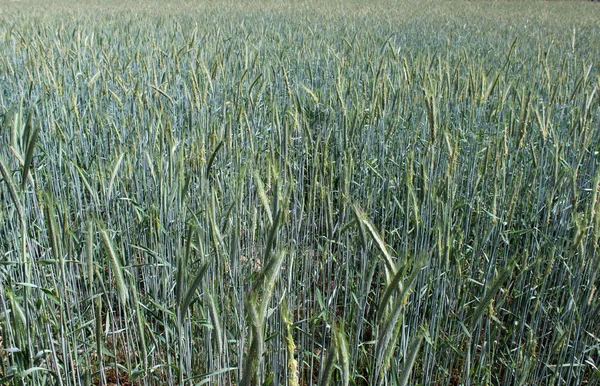 Vista Campo Milho Conceito Agricultura — Fotografia de Stock