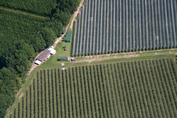 Owoce Rosnące Nad Jeziorem Bodeńskim — Zdjęcie stockowe