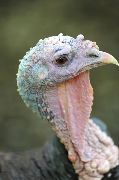 Close Shot Wild Turkey — Stock Photo, Image