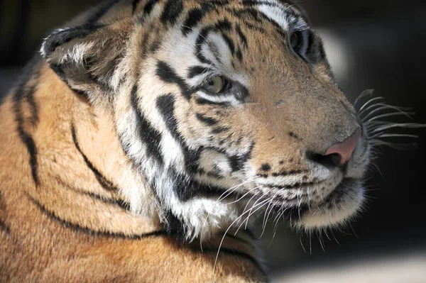 Egy Közeli Felvétel Egy Bengáli Tigrisről — Stock Fotó