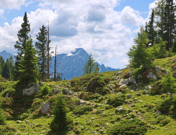 Kilátás Dobratsch Mangart Dél Karintia — Stock Fotó