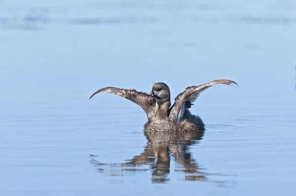 Vista Close Belo Pássaro Grebe Natureza — Fotografia de Stock