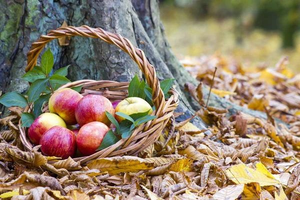 Pommes Fraîches Dans Panier Dans Jardin Automne — Photo