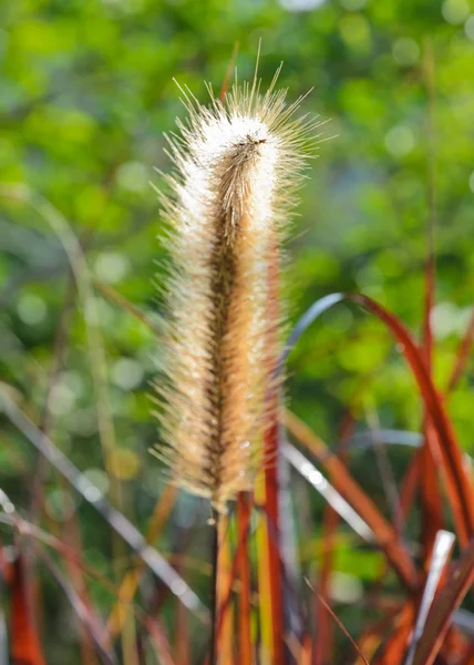 Hermoso Plano Botánico Fondo Pantalla Natural — Foto de Stock