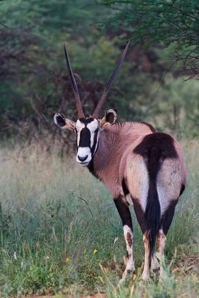 Oryx Antelope Animal Selvagem Fauna Natureza — Fotografia de Stock