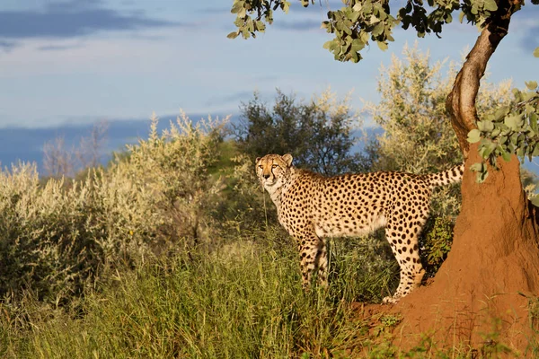 Afrikaanse Gevlekte Cheeta Roofdier Grote Kat — Stockfoto