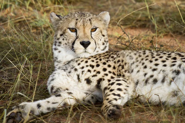 Chat Guépard Animal Sauvage — Photo