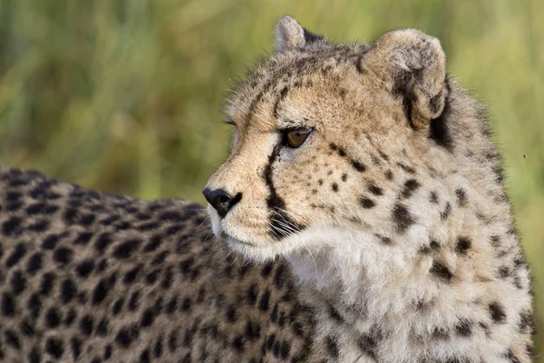 Chat Guépard Animal Sauvage — Photo