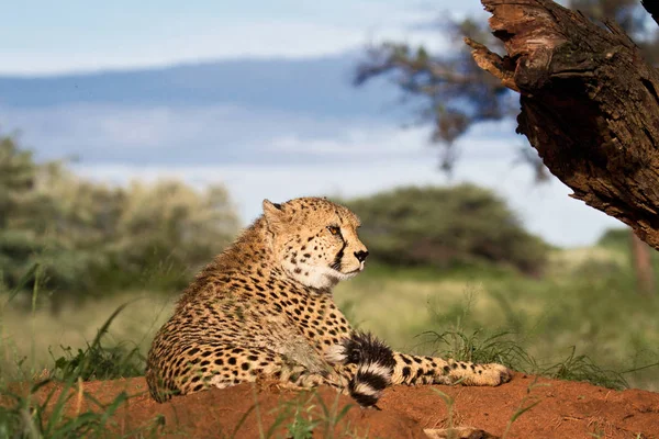 Gepardenkatze Wildtier — Stockfoto