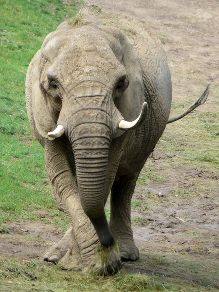 Animal Africano Mamífero Elefante — Fotografia de Stock