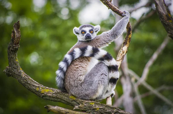Hermoso Reloj Catta Lemur Árbol — Foto de Stock