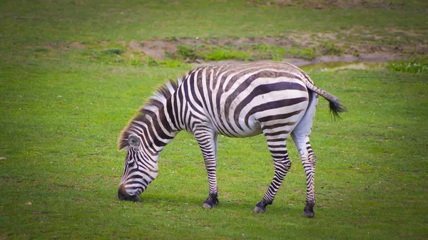 Zebra Pastando Uma Pequena Grama Verde — Fotografia de Stock