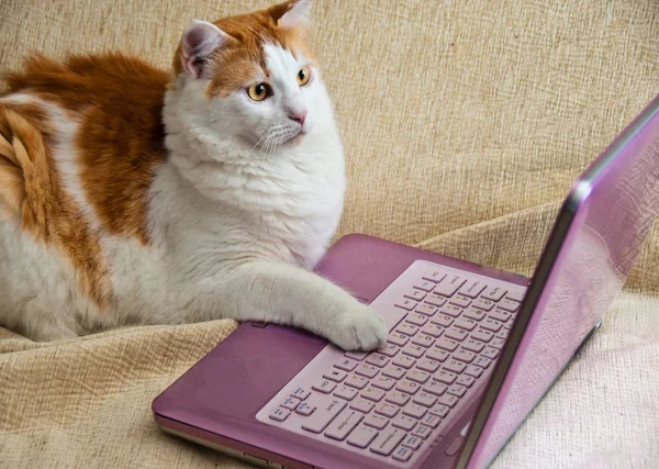 Kočka Položí Packu Klávesnici Počítače Zírá Monitor — Stock fotografie