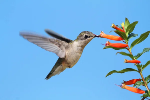 Ανηλίκων Ruby Throated Hummingbird Archilochus Colubris Κατά Την Πτήση Λουλούδι — Φωτογραφία Αρχείου