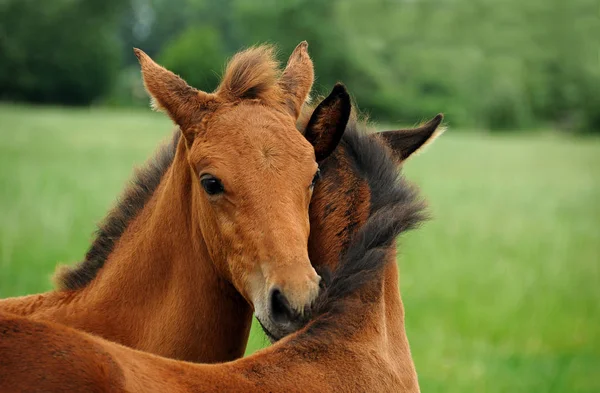 Caballos Aire Libre Durante Día — Foto de Stock