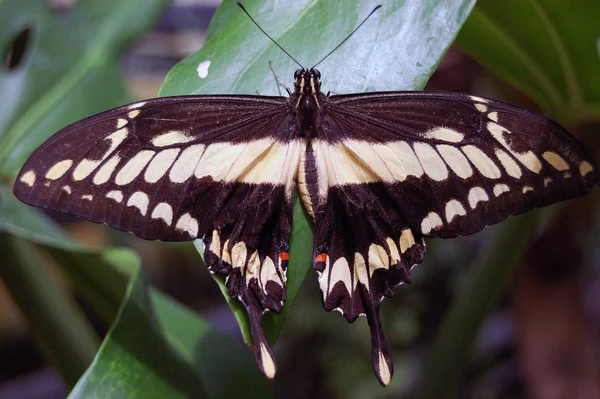 Vista Primer Plano Hermosa Mariposa Colorida — Foto de Stock