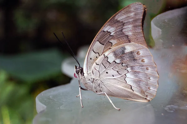 Close Borboleta Habitat Conceito Selvageria — Fotografia de Stock