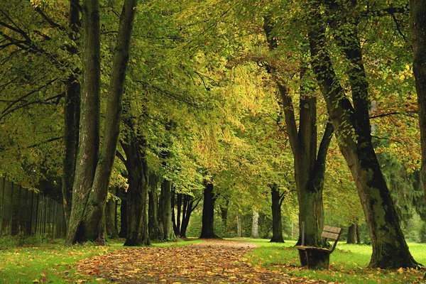 Bello Fogliame Colorato Autunno — Foto Stock