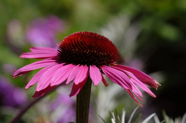 Flora Campo Pétalos Flores Flores — Foto de Stock