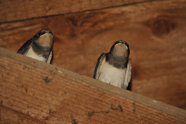 Barn Swallow Hirundo Rustica Steinhuder Meer Německo — Stock fotografie