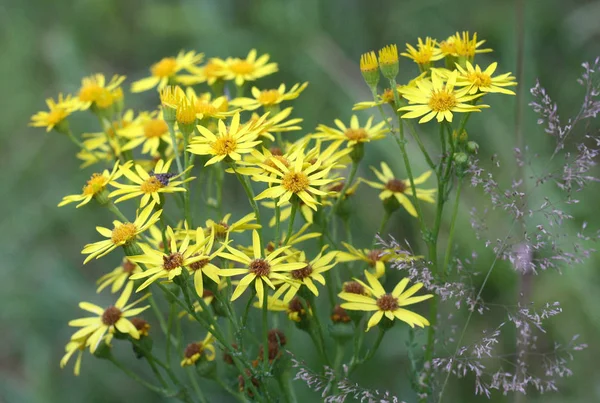 Mooie Bloemen Bloem Concept Achtergrond — Stockfoto