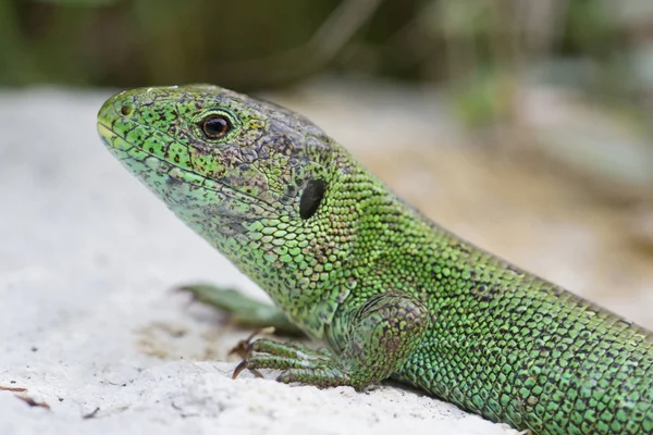 Perto Lagarto Habitat Conceito Selvageria — Fotografia de Stock