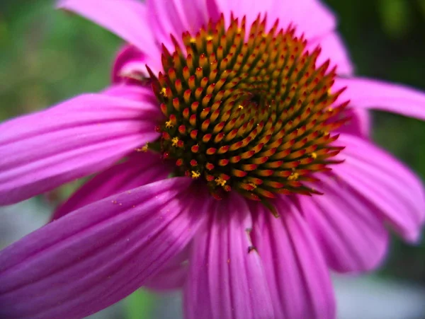 Schöne Aussicht Auf Natürliche Ringelblume — Stockfoto