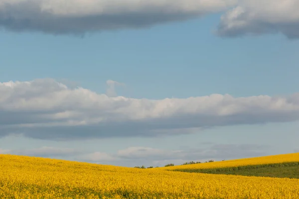 Gult Rapsfält Jordbruk — Stockfoto