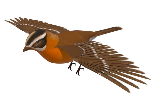 Digital Göra Flygande Songbird Grosbeak Isolerad Vit Bakgrund — Stockfoto