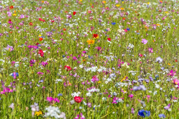 Полевые Цветы Летняя Флора Природа — стоковое фото