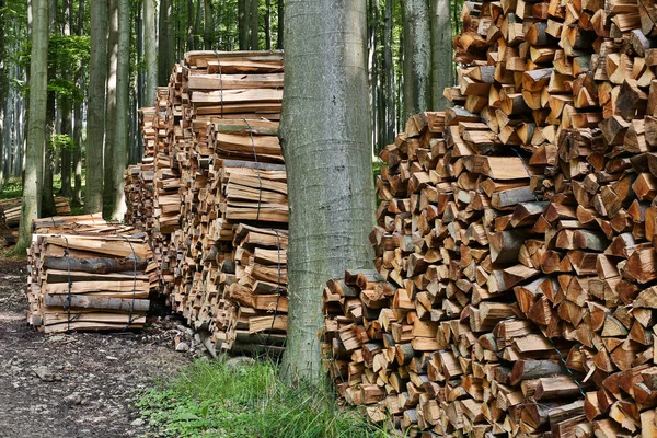 Dřevo Podpal Lese Naskládané Klády Přírodě — Stock fotografie