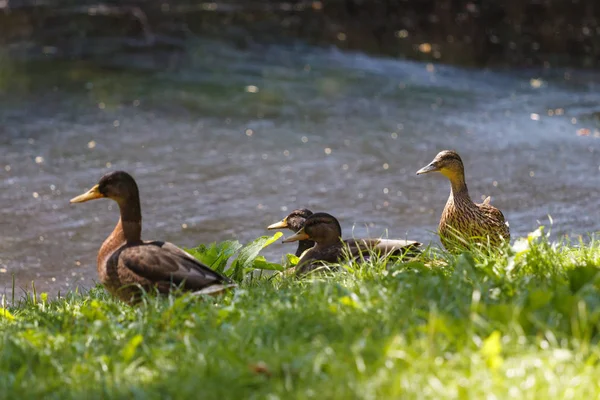 Bild Der Entenfamilie — Stockfoto