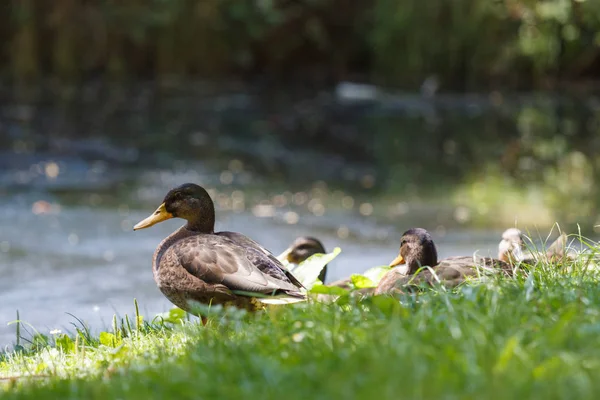 Bild Der Entenfamilie — Stockfoto