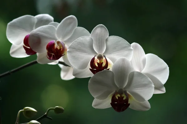 Orquídea Flores Pétalas Falaenopsis — Fotografia de Stock