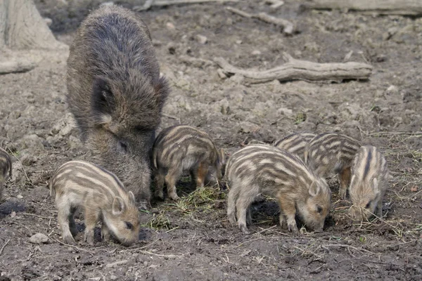 Baby Boars Mother Animal — Stock Photo, Image